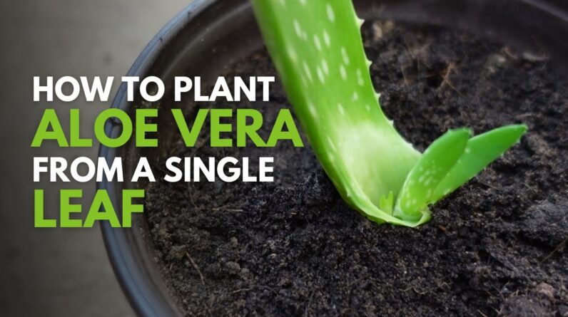 How To Plant Aloe vera From A Single Leaf