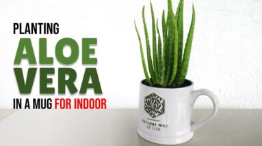 How To Plant Aloe Vera in a Mug for Indoor