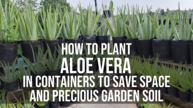 How to Plant Aloe Vera in Containers In Order To Save Space and Soil.