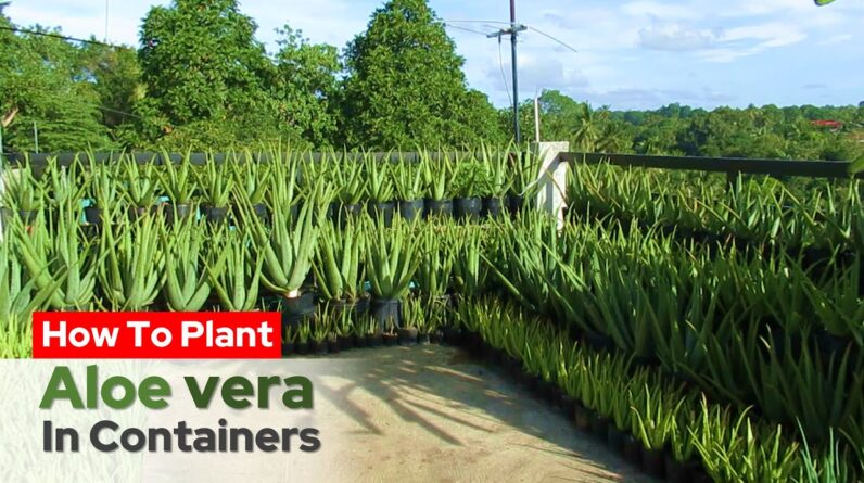 How To Plant Aloe vera in Containers