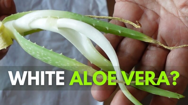 How To Plant Aloe vera You Receive from the Mail