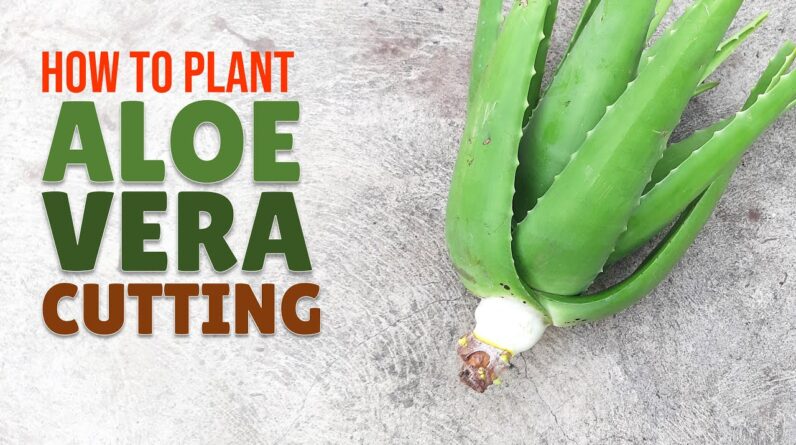 How To Plant Big Aloe Vera From A Cutting