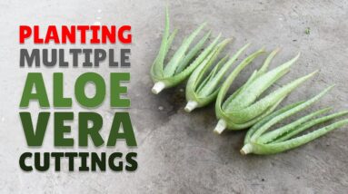 How To Plant Multiple Aloe Vera Cuttings In One Container