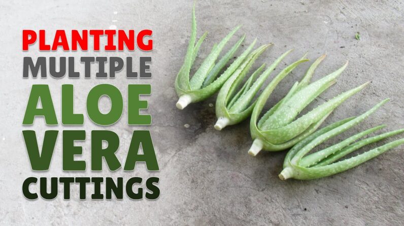 How To Plant Multiple Aloe Vera Cuttings In One Container