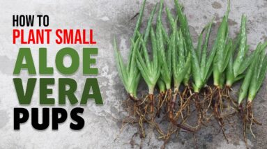 How To Plant Small Aloe Vera Pups In Containers