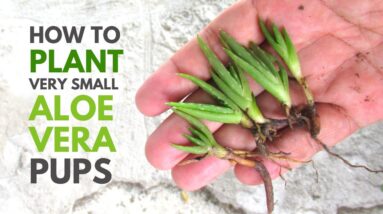 How To Plant Very Small Aloe vera Pups