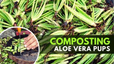 How To Prepare Aloe vera Pups for Composting