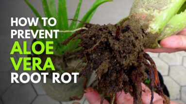 How To Prevent Root Rot In Aloe vera