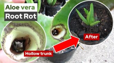How To Propagate A Rotten Aloe Vera With A Hollow Trunk