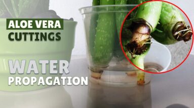 How To Propagate Aloe Vera Cuttings In Water