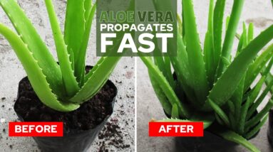 How To Propagate Aloe Vera Fast