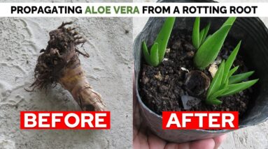 How To Propagate Aloe Vera From A Rotting Root and Stem (Stump)