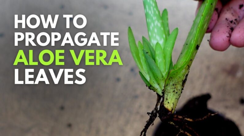 How To Propagate Aloe vera Leaves