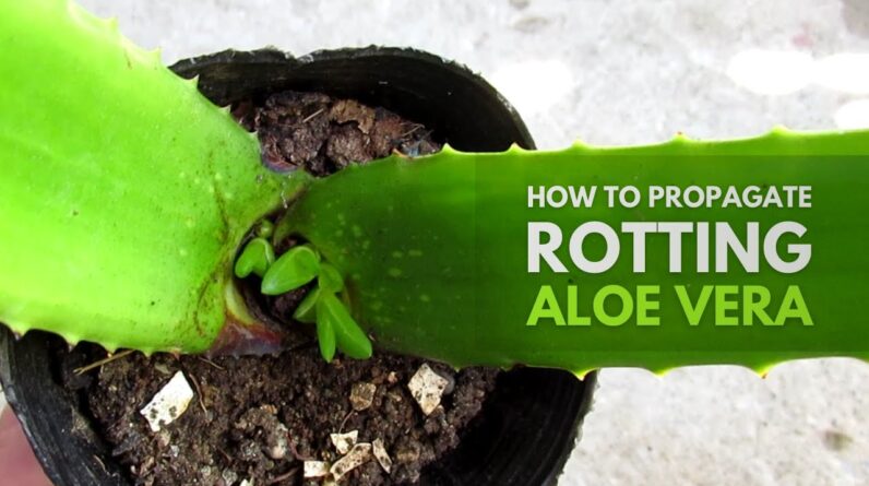 How To Propagate from a Rotting Aloe Vera Plant