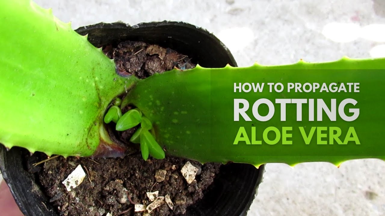 How To Propagate From A Rotting Aloe Vera Plant