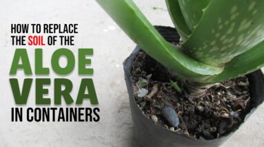 How To Replace The Soil of the Aloe Vera Plant In Containers