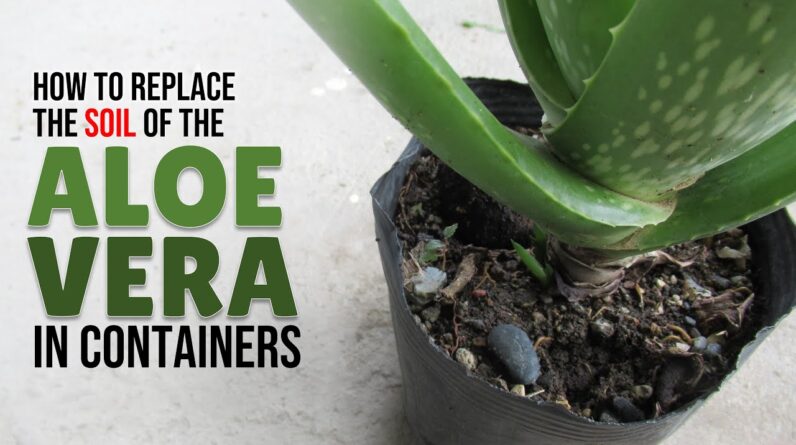 How To Replace The Soil of the Aloe Vera Plant In Containers