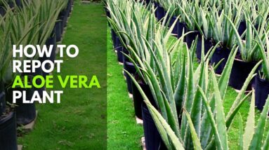 How To Repot Aloe vera Plant