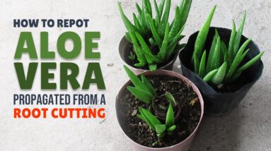 How To Repot Aloe Vera Propagated From A Root Cutting