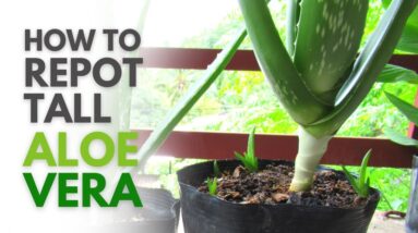 How To Repot Tall Aloe vera Plant