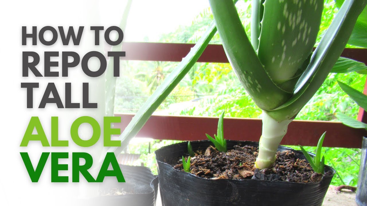 How To Repot Tall Plant