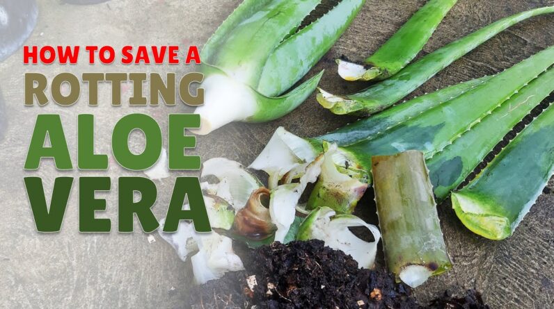 How To Save A Rotting Aloe Vera Plant