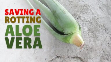 How To Save A Rotting Aloe Vera Plant Part 2