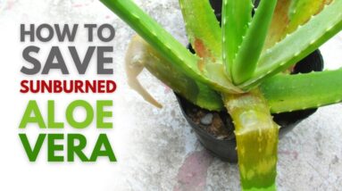 How To Save Sunburned Aloe vera