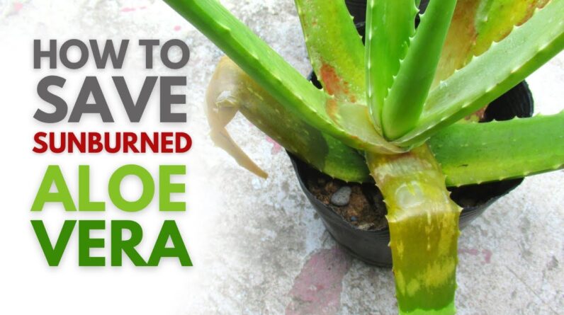 How To Save Sunburned Aloe vera