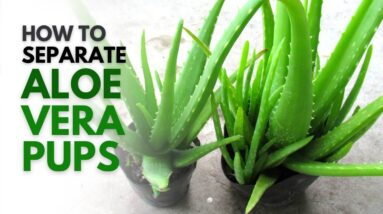 How To Separate Aloe Vera Pups Easily Without Hurting The Plant