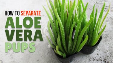 How To Separate and Repot Aloe Vera Pups
