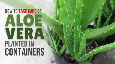 How To Take Care of Aloe Vera Planted In Containers