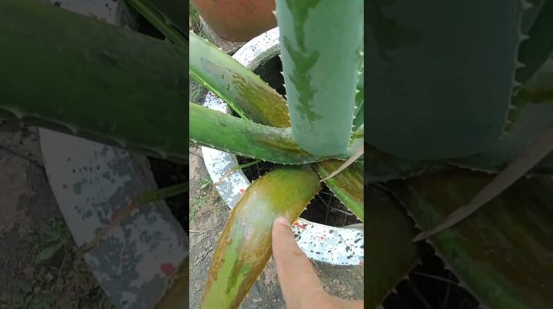 leaf Rot Big Aloe Vera