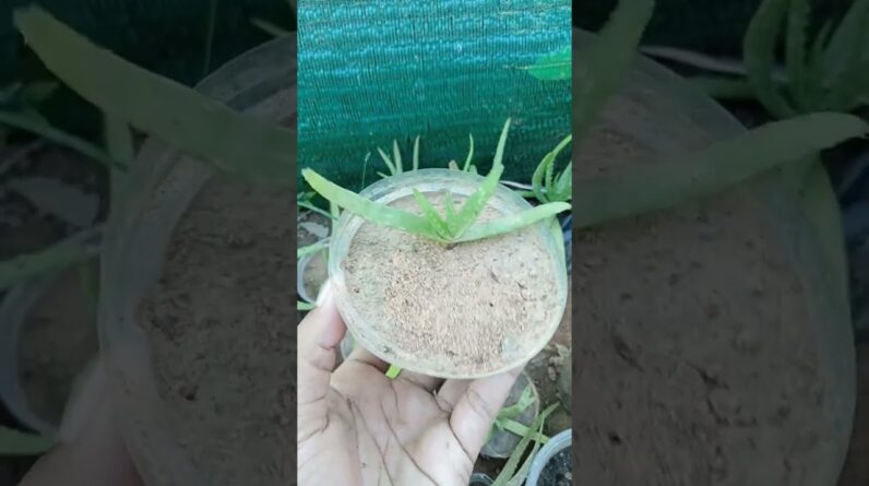 Plant Aloe Vera #aloeveragarden #aloevera