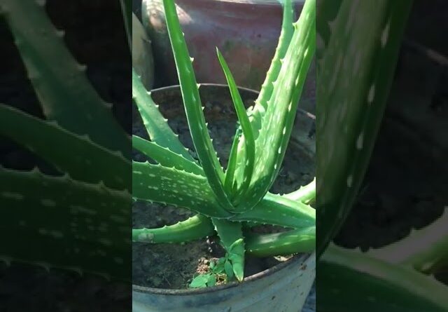 Plant Aloe Vera At Home