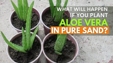 Planting Aloe vera in Pure Sand