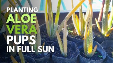 Planting Aloe vera Pups in Direct Sunlight