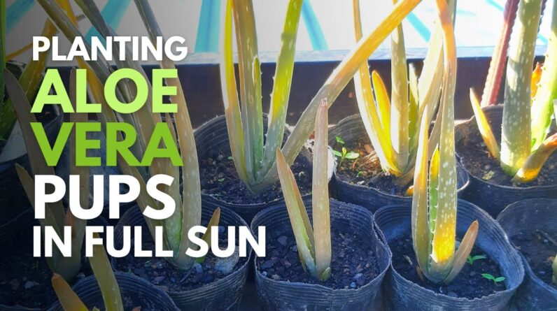 Planting Aloe vera Pups in Direct Sunlight