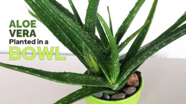 Repotting and Replacing My Aloe Vera In a Bowl for Table Top