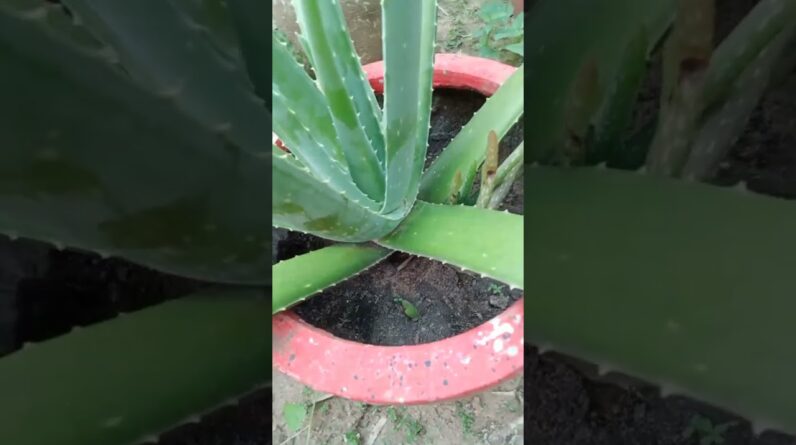 Small #aloevera #aloeveragarden #trending