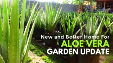 The Aloe vera Garden Update: New and Better Place