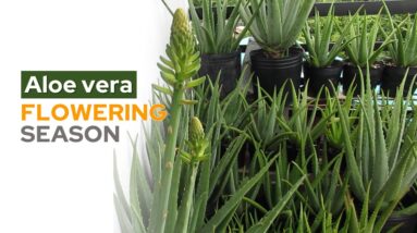 The Aloe vera Garden Updates - February 2021