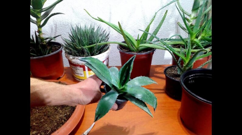 The best way to grow and repotting Aloe Ageva Americana