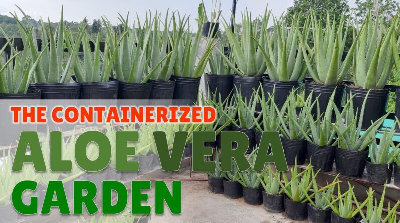 The Containerized Aloe Vera Garden