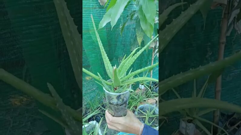 water Aloe Vera