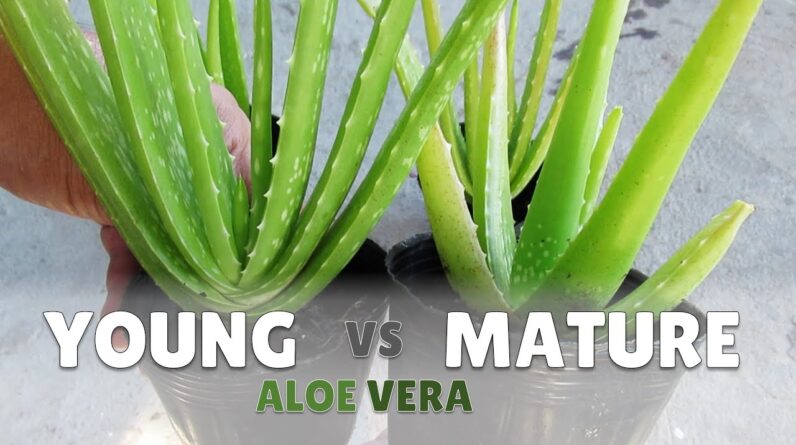 What Does A Mature Aloe Vera Looks Like