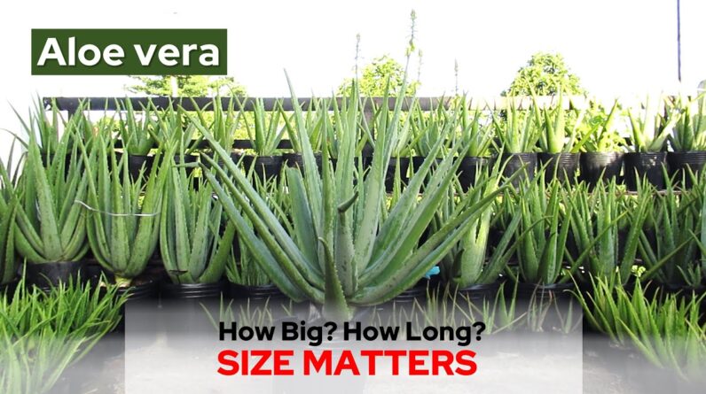 What Is The Typical Size of The Aloe Vera Plant