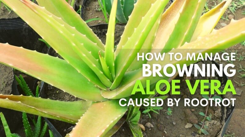 What To Do With Aloe vera That Is Turning Brown Because of Root Rot