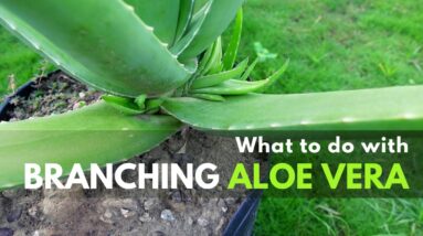 What To Do With Branching Aloe vera Plant