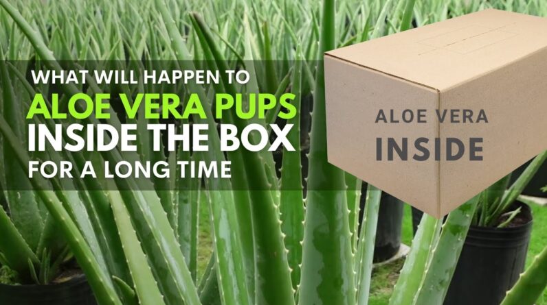 What will happen to Aloe vera Pups Inside The Box For A Long Time